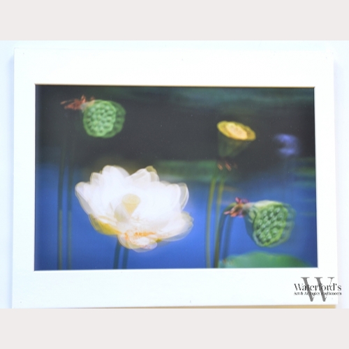 A Contemporary Photograph, Sheow Lim Chan